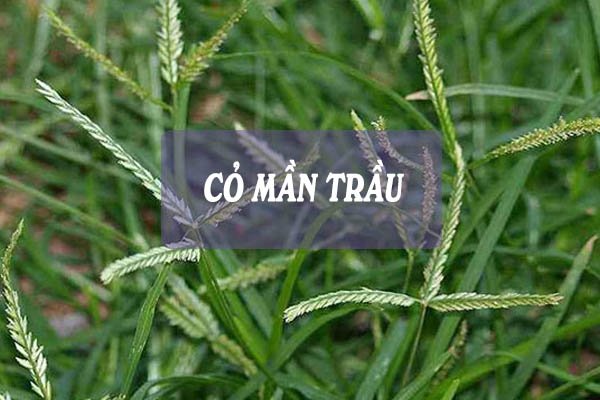 Cỏ mần trầu