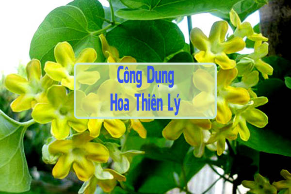 Công dụng của Hoa thiên lý