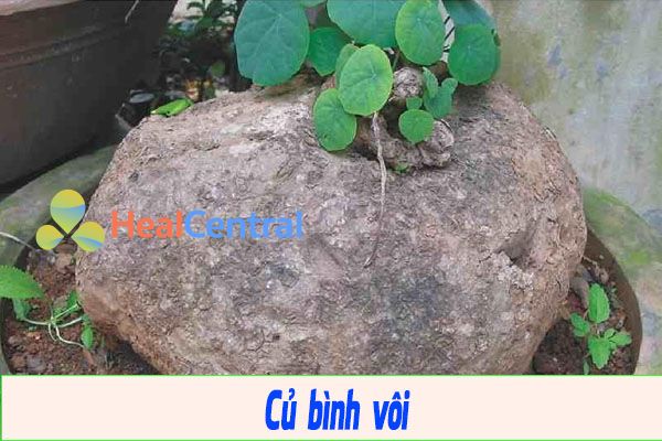 Củ Bình Vôi có tác dụng an thần