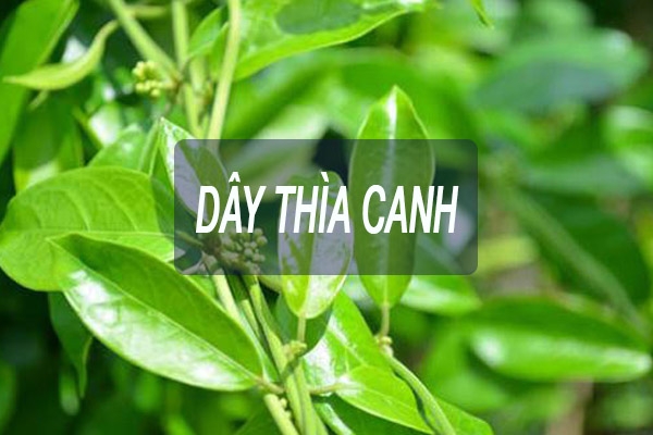 Dây Thìa Canh