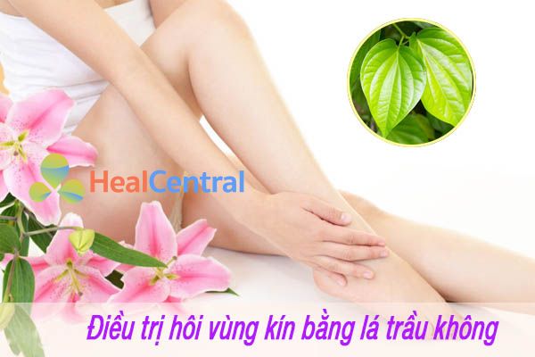 Chữa hôi vùng kín bằng lá trầu không