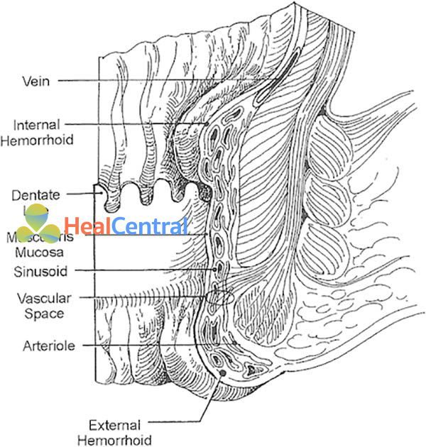Giải phẫu ống hậu môn và hệ mạch máu bệnh trĩ