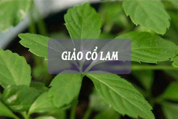 Giảo cổ lam góp phần hạ huyết áp hiệu quả