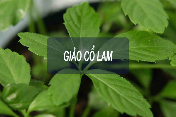 Giảo Cổ Lam