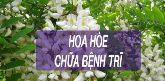 Hoa hòe chữa bệnh trĩ