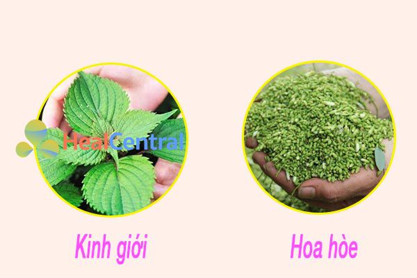 Hòe hoa và kinh giới là sự kết hợp hiệu quả trong điều trị trĩ