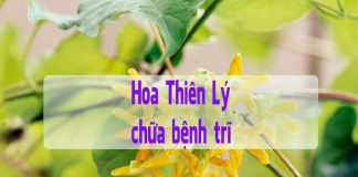 Hoa thiên lý giúp trị bệnh trĩ