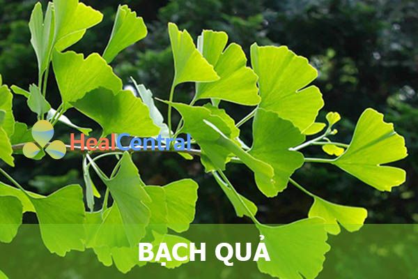 Lá cây bạch quả