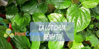 Lá lốt chữa bệnh trĩ