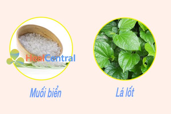 Lá lốt và muối biển rất tốt cho người bị bệnh trĩ