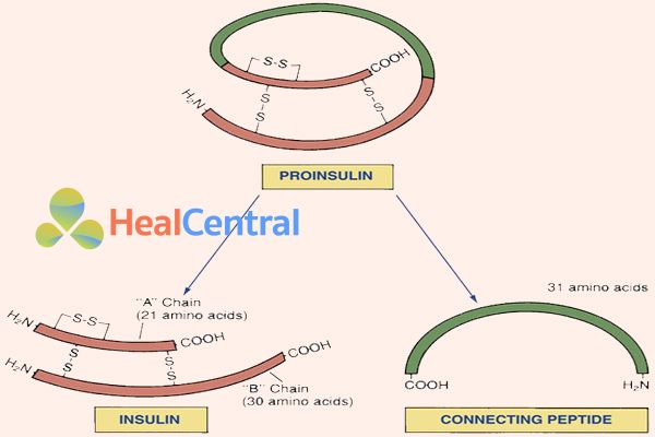 Proinsulin tách ra thành Insulin và C-Peptide