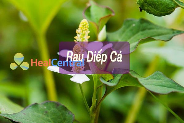 Rau diếp cá có tác dụng chữa bệnh huyết trắng