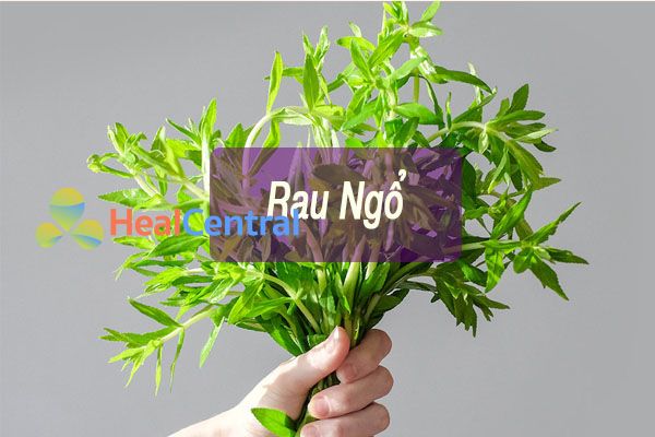 Rau ngổ cũng có tác dụng chữa một số bệnh viêm nhiễm vùng kín