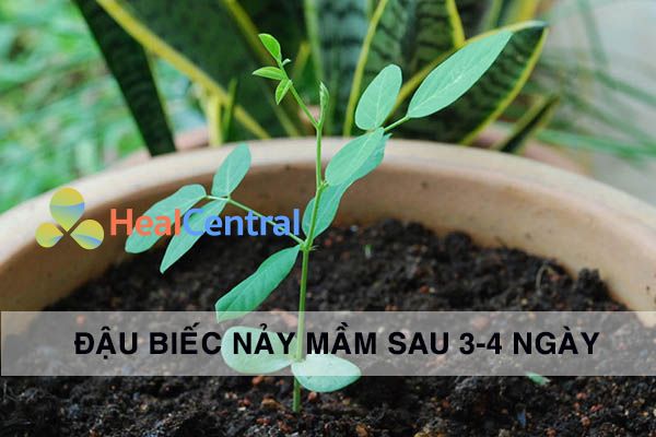 Sự sinh trưởng của cây Đậu biếc