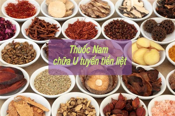 Thuốc nam chữa U tuyến tiền liệt