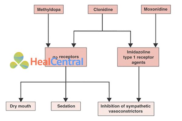 Ảnh: Các thuốc điều trị tăng huyết áp tác động trên thần kinh trung ương.