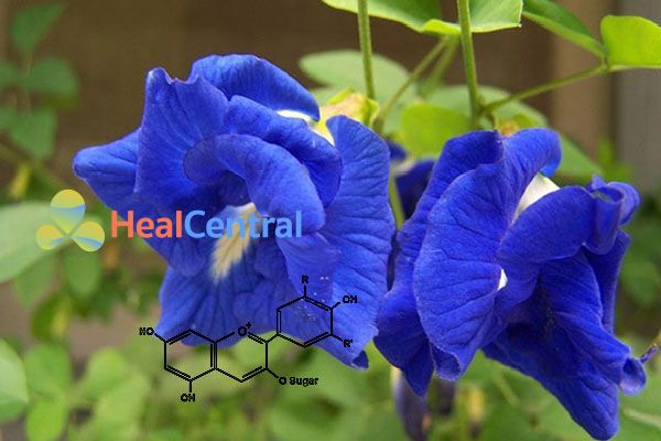 Trong hoa Đậu biếc có chứa hợp chất nhóm Flavonoid - Anthocyanin