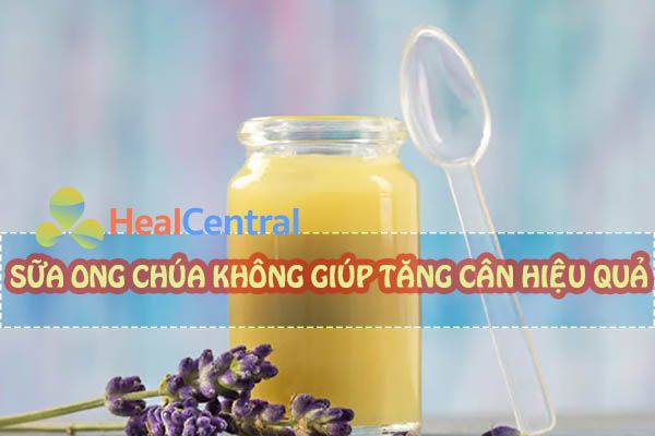 Uống sữa ong chúa có tăng cân không