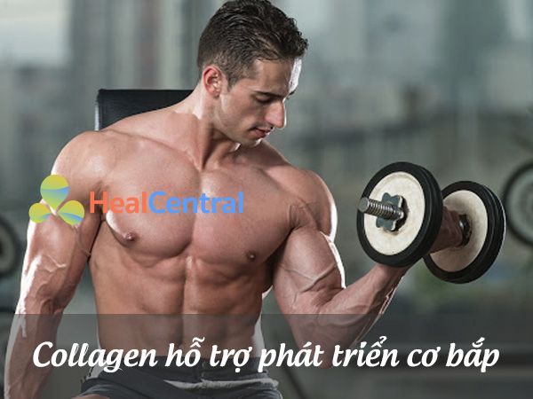 Collagen hỗ trợ tăng cường phát triển cơ bắp