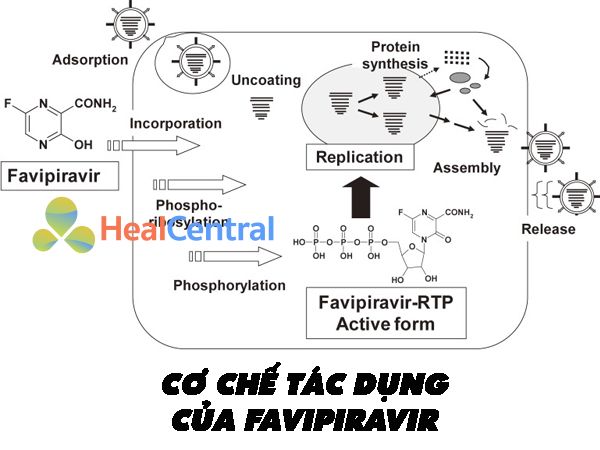 Cơ chế tác dụng của thuốc Favipiravir