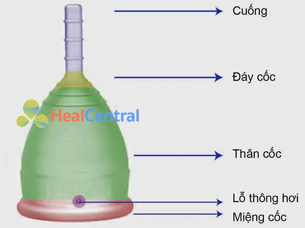 Chi tiết cấu tạo của Cốc nguyệt san Fleurcup