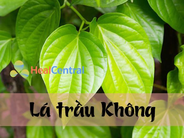 Mẹo làm hồng vùng kín bằng Lá trầu không là cách làm được chị em truyền tai rất nhiều