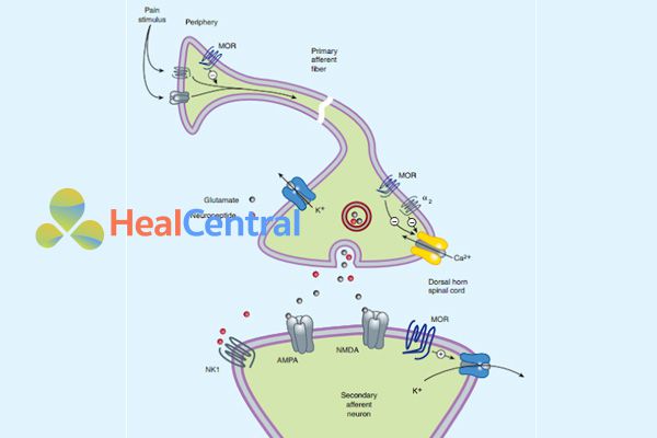 Ảnh: Neuron hướng tâm thứ nhất xuất phát từ ngoại vi và mang tín hiệu đau đến sừng sau tủy sống, thông qua các chất dẫn truyền thần kinh glutamate và neuropeptide tác động lên neuron thứ hai