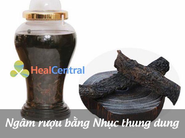 Ngâm rượu từ cây Nhục Thung Dung