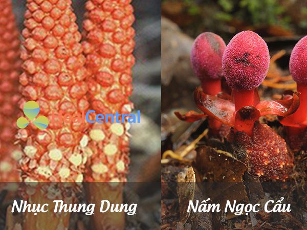 Nhục Thung Dung và Nấm Ngọc Cẩu