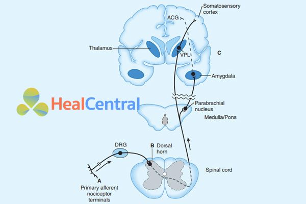 Ảnh: Các vị trí tác dụng của opioid.