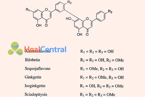 Cấu trúc Biflavon được tìm thấy trong lá bạch quả