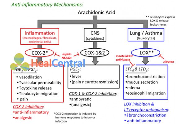 Ảnh: Cơ chế tác dụng của các thuốc NSAIDs.