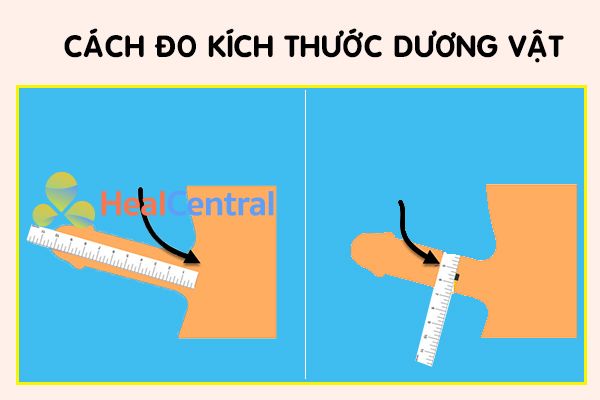 Đo kích thước "cậu nhỏ" như thế nào?