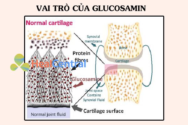 Glucosamin tham gia cấu tạo khớp xương