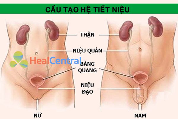 Hệ tiết niệu có cấu tạo như thế nào?