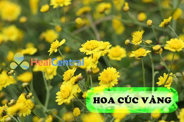 Hoa cúc vàng giúp kích thích mọc tóc