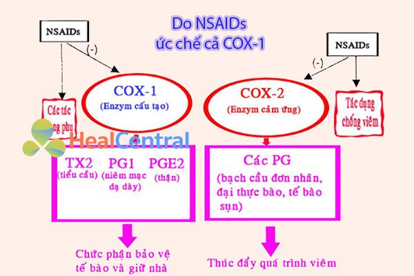 Cơ chế chính của NSAIDs gây loét dạ dày-tá tràng