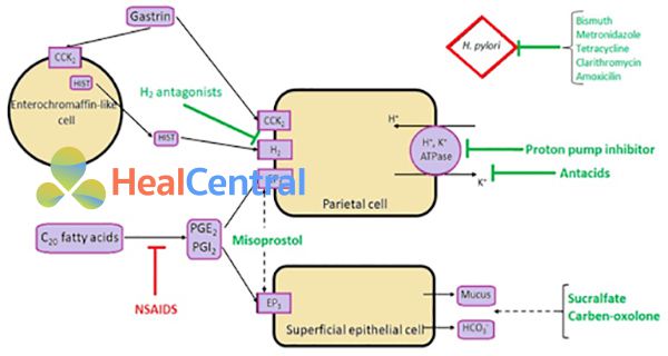 Hình 3. Các cơ chế sinh lý bệnh chính liên quan đến sự phát triển của loét dạ dày – tá tràng và các vị trí tác dụng của các thuốc được lựa chọn sử dụng phổ biến nhất trong điều trị bệnh. CCK2 = Cholecystokinin Receptor, PGE2 = Prostaglandin E2, PGI2 = Prostaglandin I2, EP3 = Prostaglandin E receptor 3, HIST = Histamine.