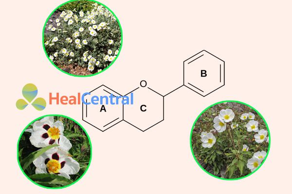 Flavonoid trong Cistus laurifolius có hoạt tính kháng khuẩn chống lại H.Pylori rất tốt