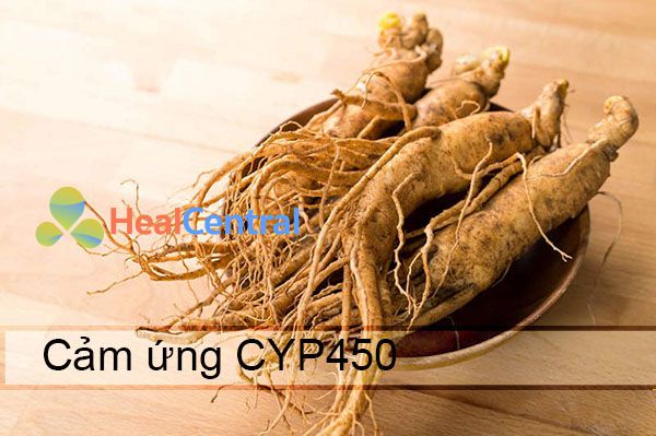 Hoạt chất trong nhân sâm cảm ứng enzym CYP450 3A4 làm tăng chuyển hóa và giảm tác hiệu lực một vài thuốc khác