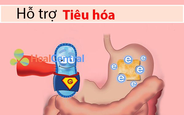 Men vi sinh giúp hỗ trợ tiêu hóa tốt hơn