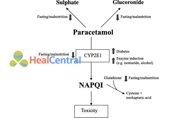 Cơ chế của sự ngộ độc do quá liều Paracetamol