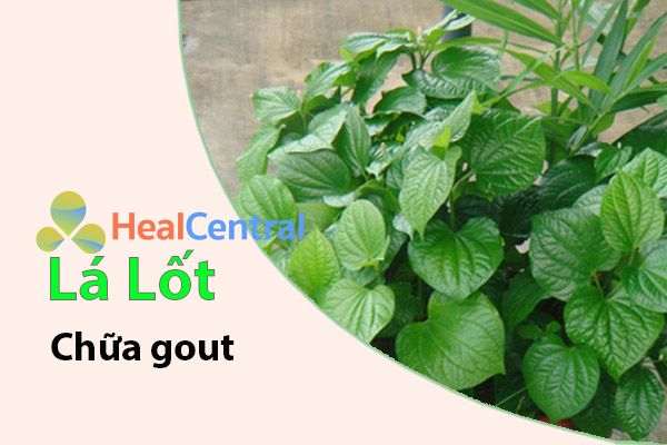 Sử dụng lá lốt điều trị bệnh gout