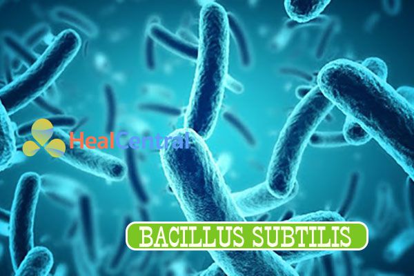 Trực khuẩn Bacillus Subtilis đóng vai trò quan trọng trong hệ vi khuẩn đường ruột
