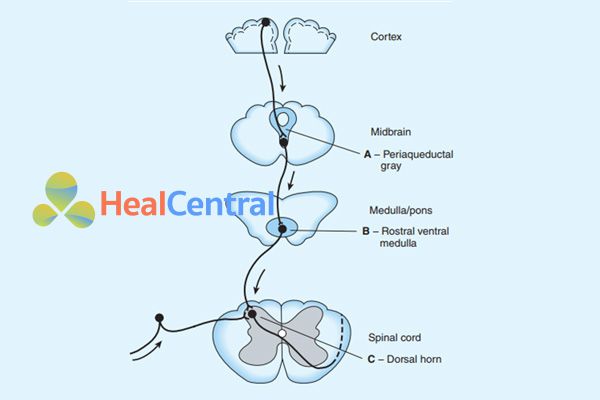 Vị trí tác dụng của các opioid