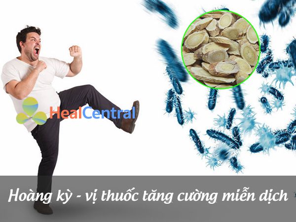 Hoàng kỳ - Hỗ trợ cải thiện và nâng cao hệ thống miễn dịch