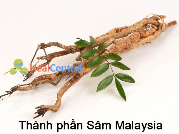 Thành phần Sâm Malaysia của Professor’s Pill Keluaran Baru