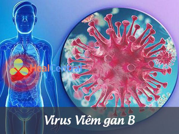 Virus viêm gan B