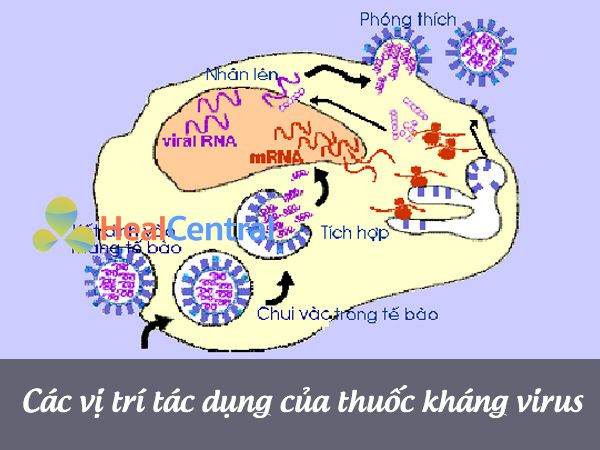 Vị trí tác dụng thuốc kháng virus