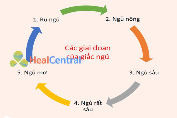 Các giai đoạn của giấc ngủ